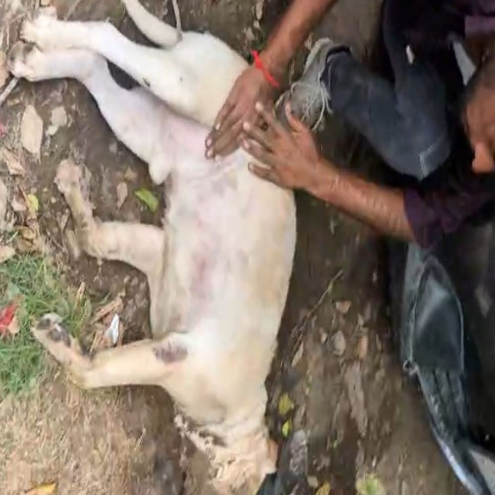 मथुरा में पालतू डॉग की हुई दम घुटने से मौत:गाड़ी में बंद कर दंपत्ति चले गए थे दर्शन करने,डॉग को बचाने के प्रयास का वीडियो हुआ वायरल 