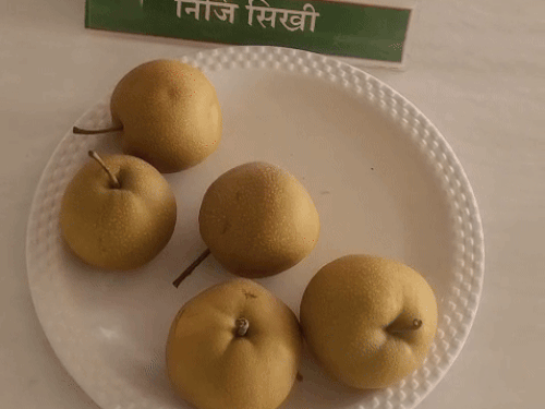 इजराइली नाशपाती से ‘डॉलर’ कमा रहा किसान:कुरुक्षेत्र में मंत्री ने चखा स्वाद; डायबिटीज-डेंगू-मलेरिया में फायदेमंद, विदेश में भाव 600 रुपए किलो 