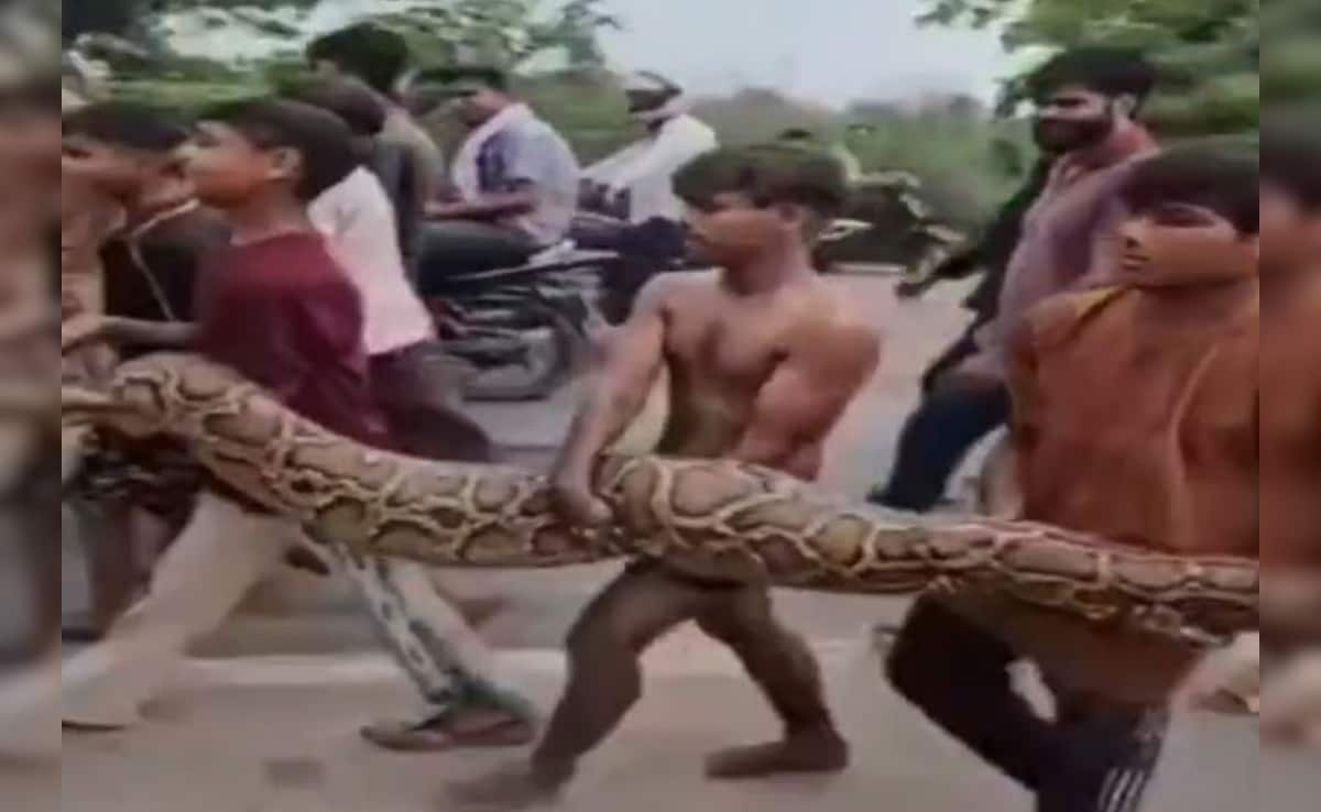 VIDEO: अजगर होगा अपने घर में…15 फीट लंबे अजगर को बच्चों ने ऐसे उठाया जैसे खिलौना 