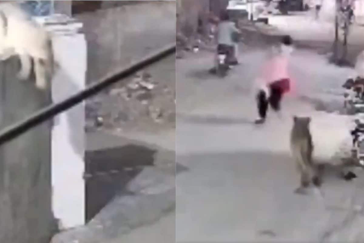 ​Pet Lion Escapes, Attacks Woman And Children On Lahore Street | Watch 