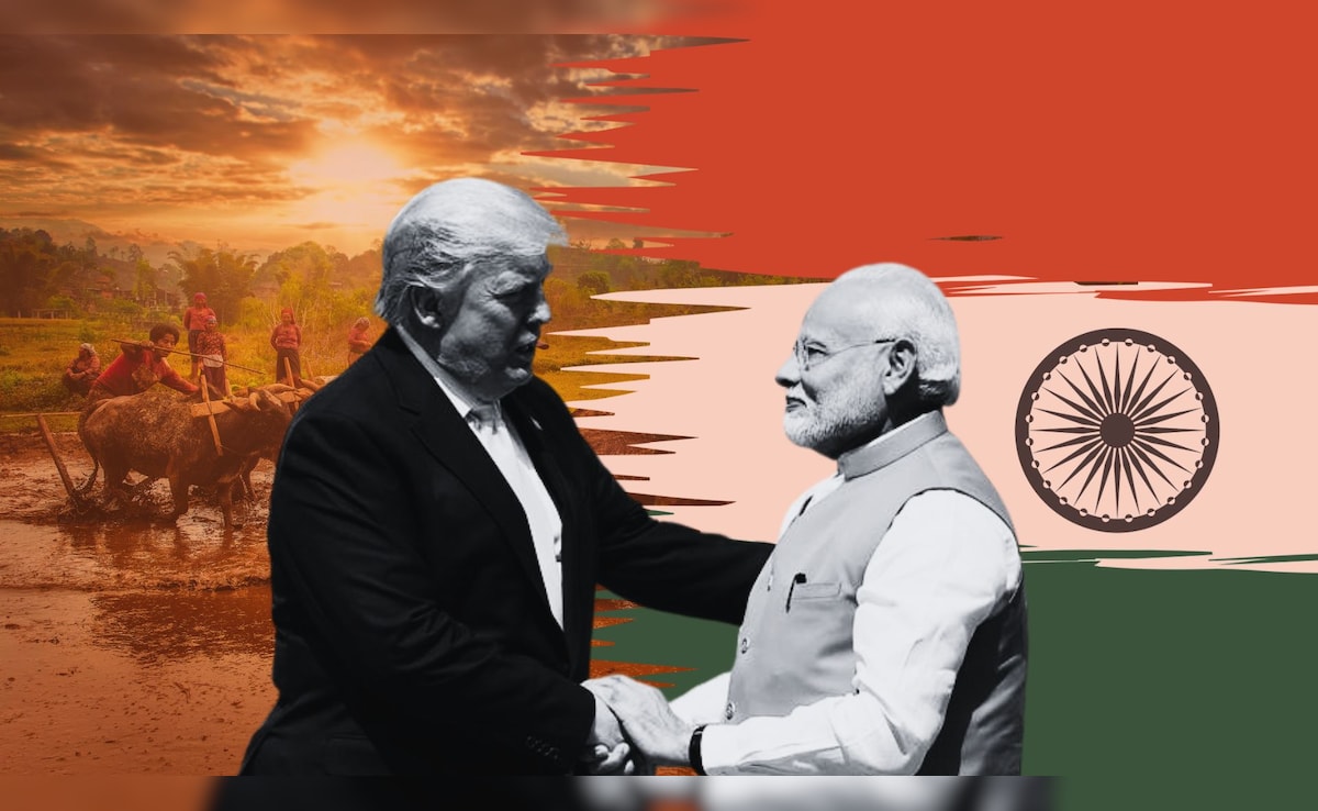 न खेत बराबर- न पैदावार.. अमेरिका से व्यापार समझौते में भारत डेयरी, कृषि आयात के मोर्चे पर क्यों नहीं झुक रहा 
