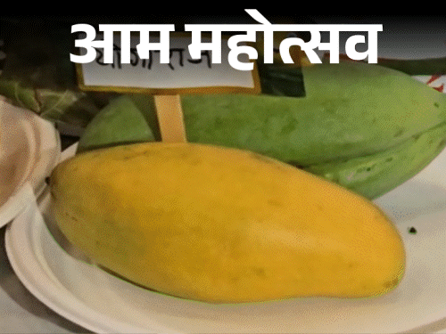 एक किलो का ‘योगी’ आम देखकर चौंके CM:कटहल जैसा दिखता है मोदी-3.0 आम; VIDEO में लखनऊ का मैंगो फेस्टिवल 
