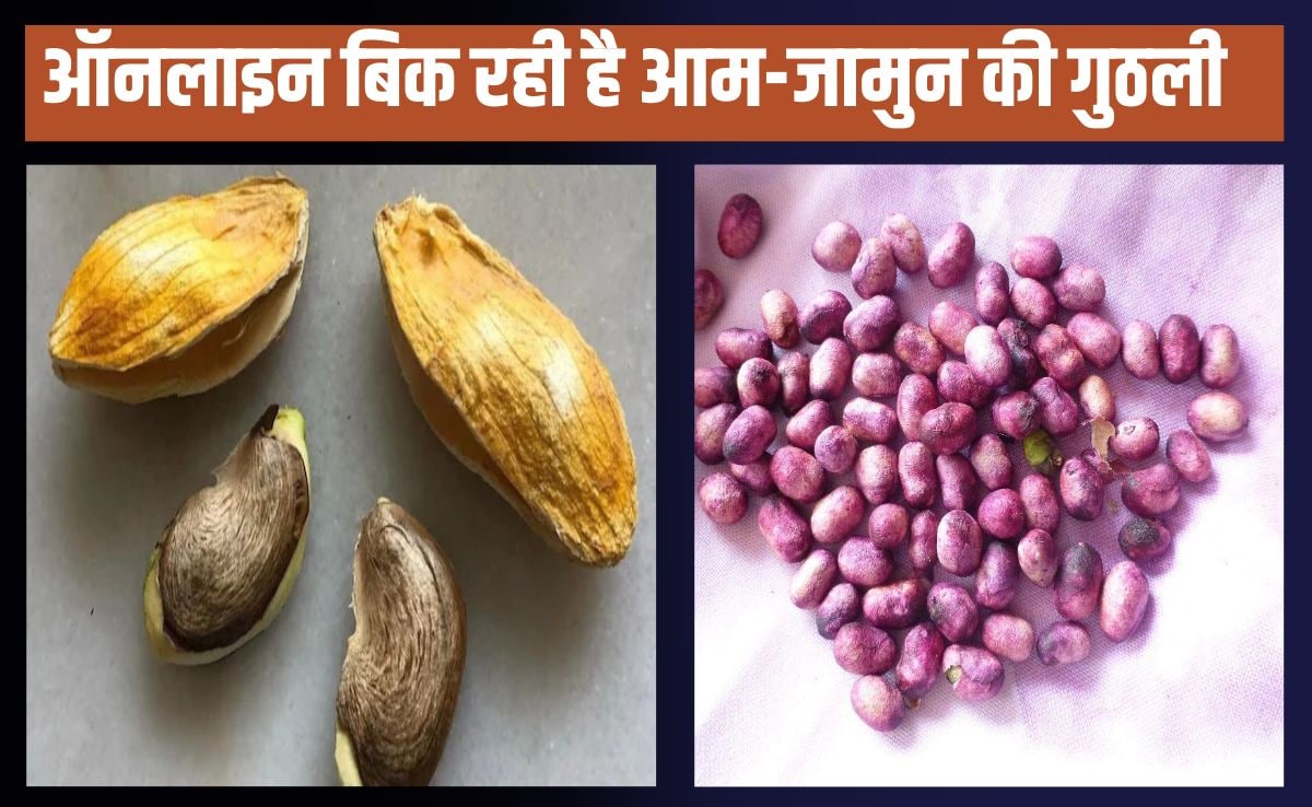आम-जामुन की गुठली डायब‍िटीज में है चमत्कारी औषधि, तभी तो ऑनलाइन ब‍िक रही है इतने रुपये क‍िलो 