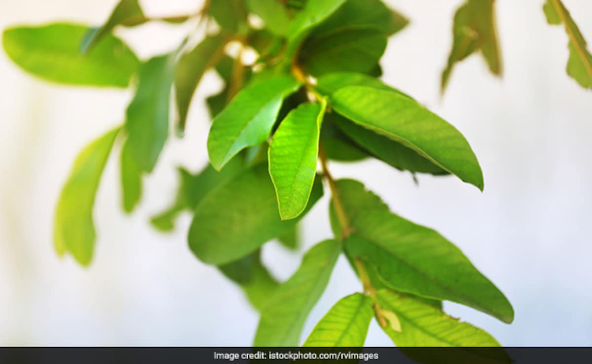 सुबह खाली पेट चबा कर खा लें 3-4 ये हरी पत्तियां, फिर जो होगा उसकी कल्पना भी नहीं कर सकते आप 