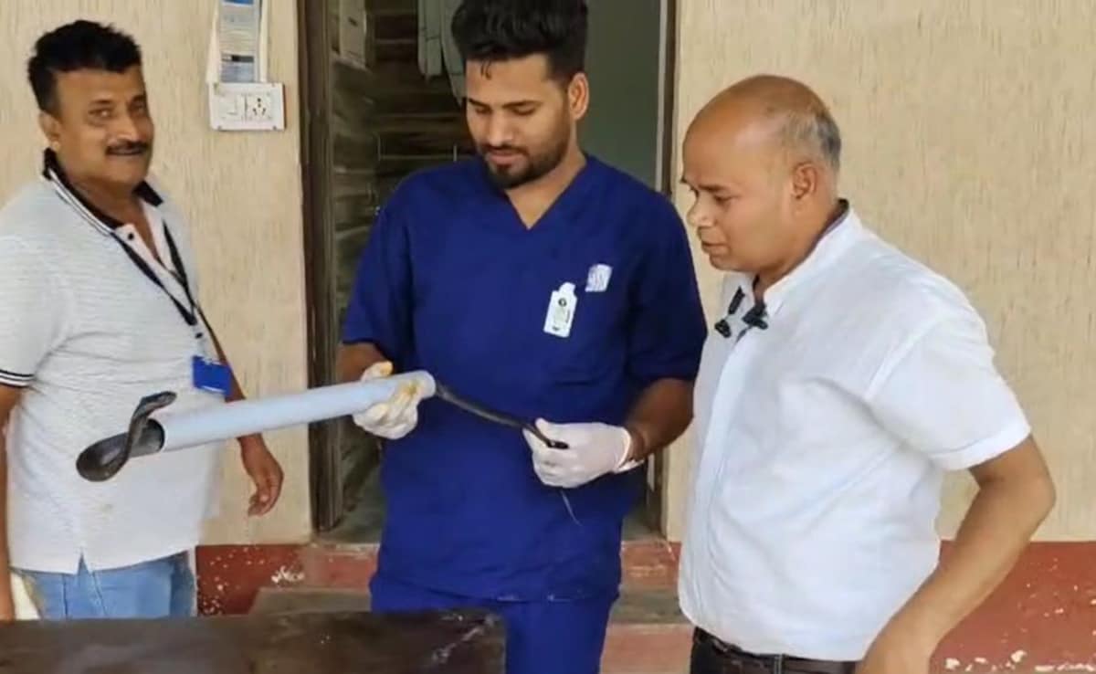8 फुट लंबे घायल कोबरा की सर्जरी का वीडियो आया सामने, डॉक्टर ने लगाए 20 टांके 