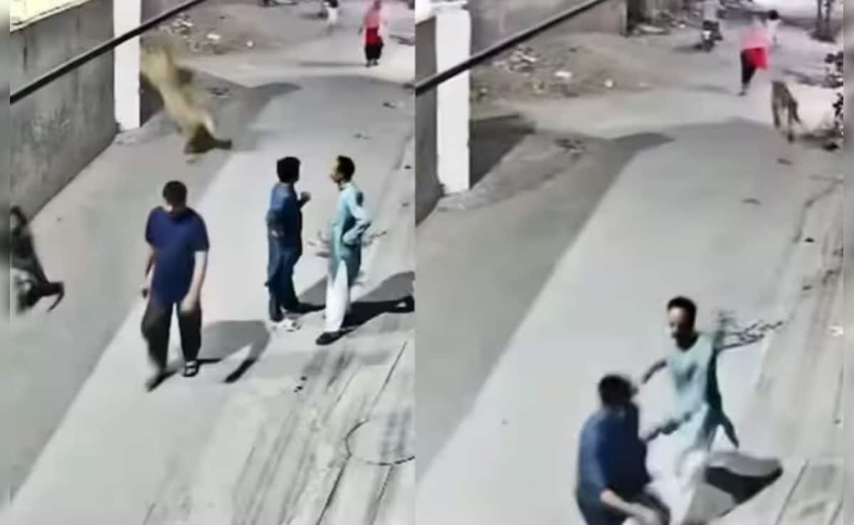 VIDEO: शेर ने फांदी दीवार, सड़क पर बच्चे और महिला को दबोचा, कैमरे में कैद हुआ खौफनाक मंजर 